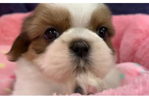 成約済の東京都のシーズー-117311の2枚目