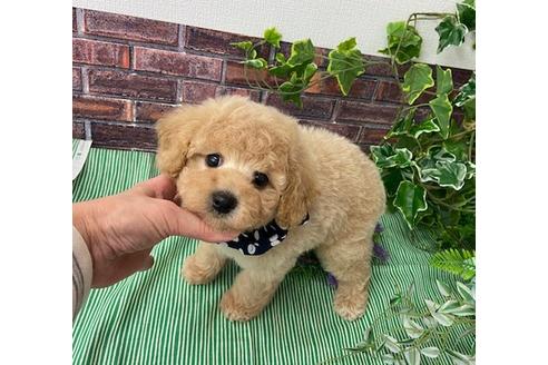 成約済の香川県のミックス犬-116690の2枚目