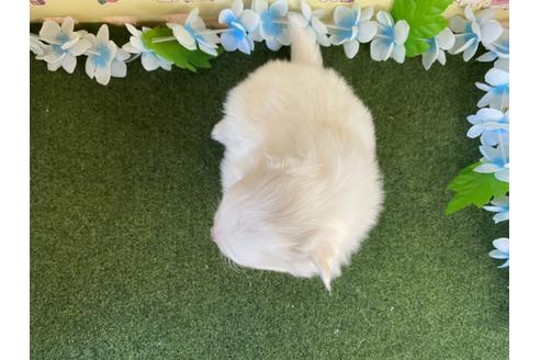成約済の栃木県のポメラニアン-117313の2枚目