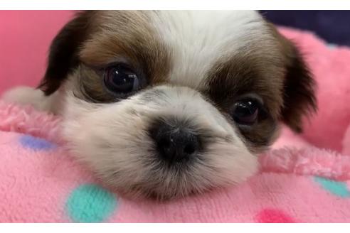 成約済の東京都のシーズー-117314