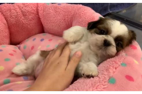 成約済の東京都のシーズー-117314の2枚目