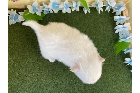 成約済の栃木県のポメラニアン-117316の2枚目