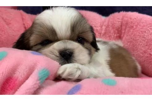 成約済の東京都のシーズー-117317の1枚目