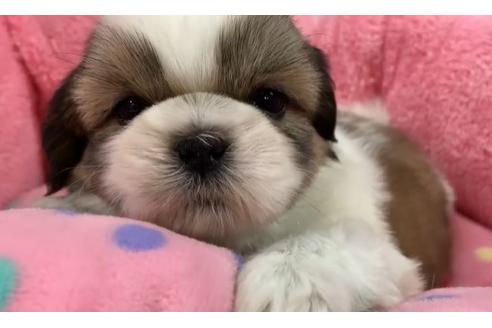 成約済の東京都のシーズー-117317の2枚目