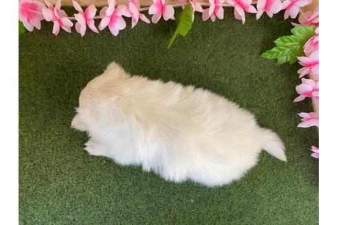 成約済の栃木県のポメラニアン-117318の2枚目