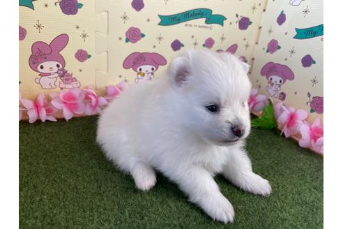 成約済の栃木県のポメラニアン-117326の6枚目