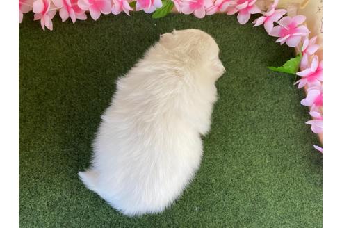 成約済の栃木県のポメラニアン-117326の2枚目