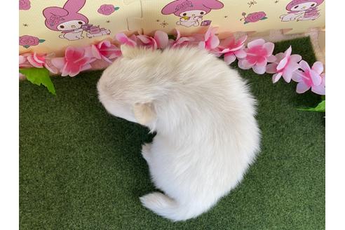 成約済の栃木県のポメラニアン-117328の2枚目