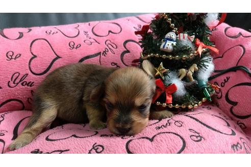 成約済の愛知県のミックス犬-116187の19枚目