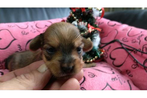 成約済の愛知県のミックス犬-116187の18枚目