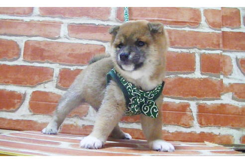 成約済の福岡県の豆柴-112416の3枚目