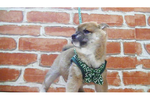 成約済の福岡県の豆柴-112416の2枚目