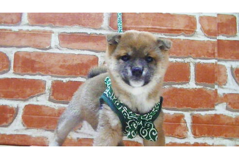 成約済の福岡県の豆柴-112416