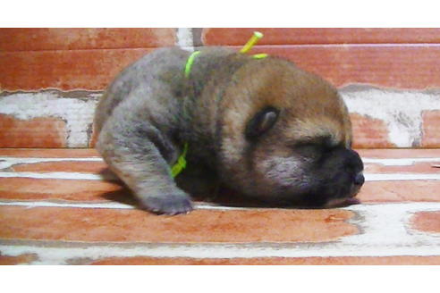 成約済の福岡県の豆柴-117356の14枚目