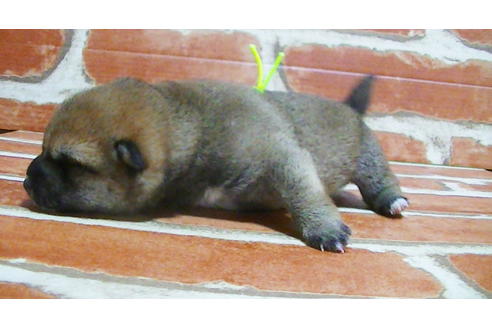 成約済の福岡県の豆柴-117356の13枚目