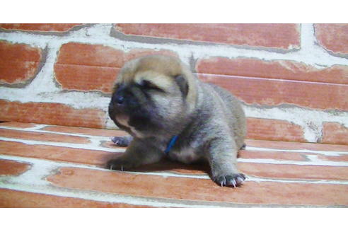 成約済の福岡県の豆柴-117357の10枚目