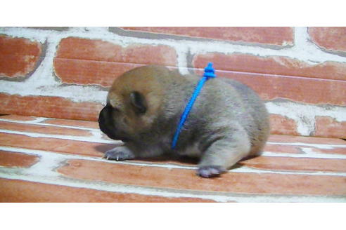 成約済の福岡県の豆柴-117357の9枚目