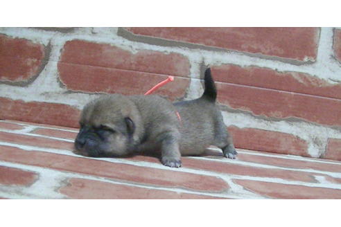 成約済の福岡県の豆柴-117371の13枚目