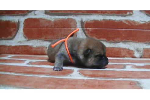 成約済の福岡県の豆柴-117371の12枚目