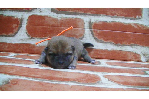 成約済の福岡県の豆柴-117371の11枚目