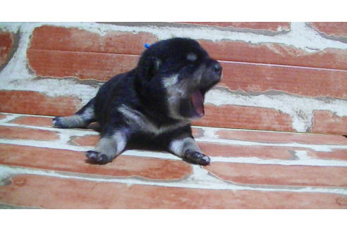 成約済の福岡県の豆柴-117374の14枚目