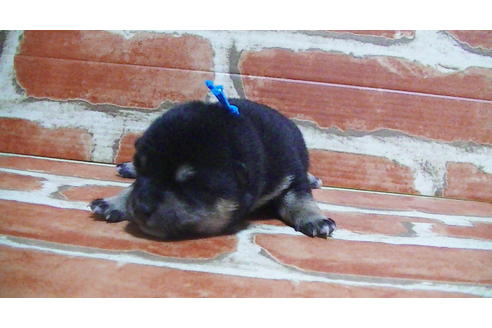 成約済の福岡県の豆柴-117374の13枚目