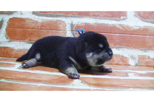 成約済の福岡県の豆柴-117374の12枚目