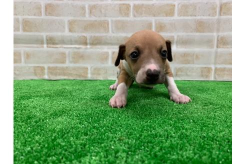 成約済の愛知県のイタリアングレーハウンド(イタグレ)-117389