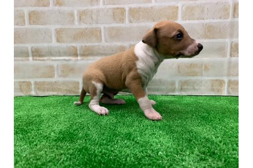 成約済の愛知県のイタリアングレーハウンド(イタグレ)-117389の4枚目