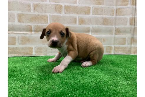 成約済の愛知県のイタリアングレーハウンド(イタグレ)-117389の3枚目