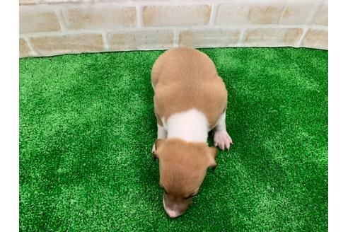 成約済の愛知県のイタリアングレーハウンド(イタグレ)-117389の2枚目