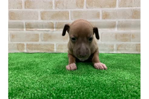 成約済の愛知県のイタリアングレーハウンド(イタグレ)-117390の1枚目