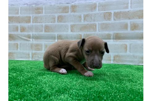 成約済の愛知県のイタリアングレーハウンド(イタグレ)-117390の4枚目