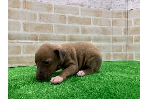 成約済の愛知県のイタリアングレーハウンド(イタグレ)-117390の3枚目