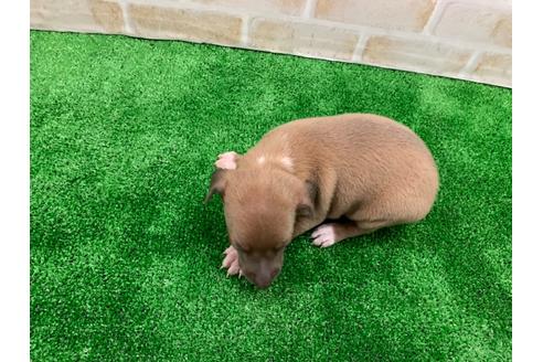 成約済の愛知県のイタリアングレーハウンド(イタグレ)-117390の2枚目