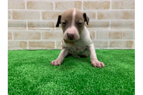 成約済の愛知県のイタリアングレーハウンド(イタグレ)-117392