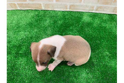 成約済の愛知県のイタリアングレーハウンド(イタグレ)-117392の5枚目