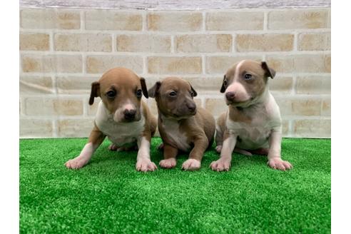 成約済の愛知県のイタリアングレーハウンド(イタグレ)-117392の4枚目