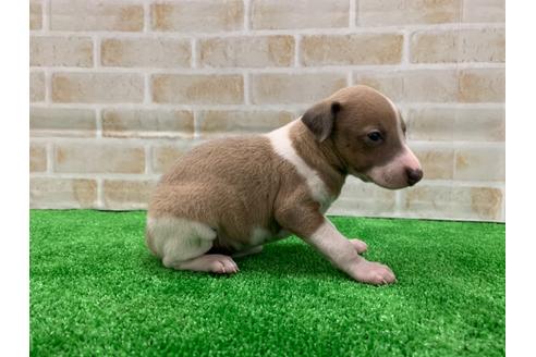 成約済の愛知県のイタリアングレーハウンド(イタグレ)-117392の3枚目