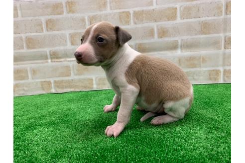 成約済の愛知県のイタリアングレーハウンド(イタグレ)-117392の2枚目