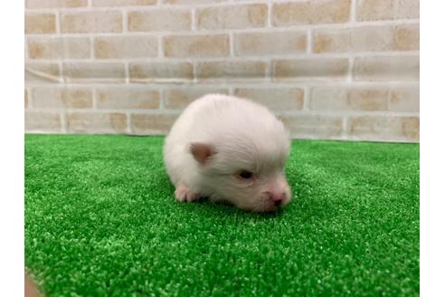 成約済の愛知県のポメラニアン-117393の2枚目