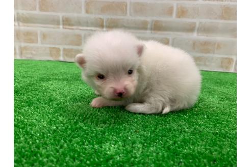 成約済の愛知県のポメラニアン-117393