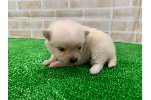 成約済の愛知県のポメラニアン-117394の4枚目