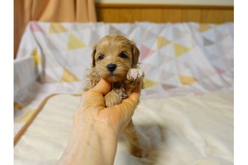 成約済の熊本県のミックス犬-117395の1枚目