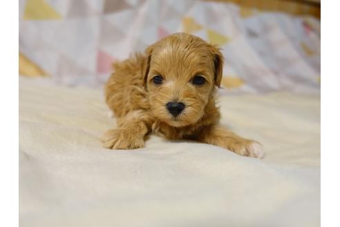 成約済の熊本県のミックス犬-117395の3枚目