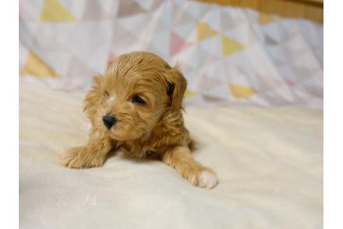 成約済の熊本県のミックス犬-117395の2枚目