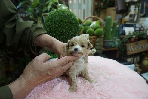 成約済の京都府のポメプー:ポメラニアン×トイプードル-116389の3枚目