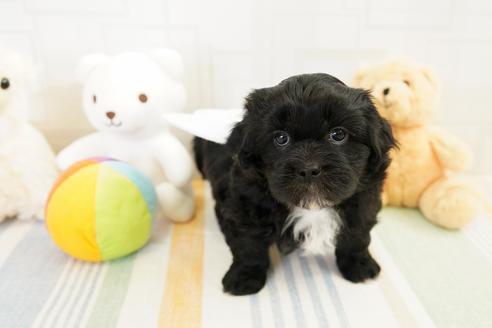 成約済の福岡県のミックス犬-114143の5枚目