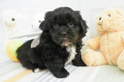 成約済の福岡県のミックス犬-114143の4枚目