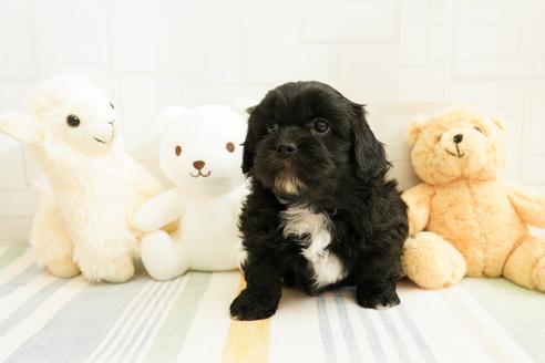 成約済の福岡県のミックス犬-114143の3枚目